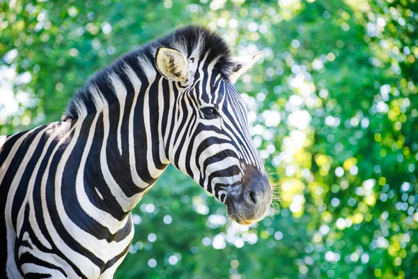 stock image Zebra against green blurred foliage background