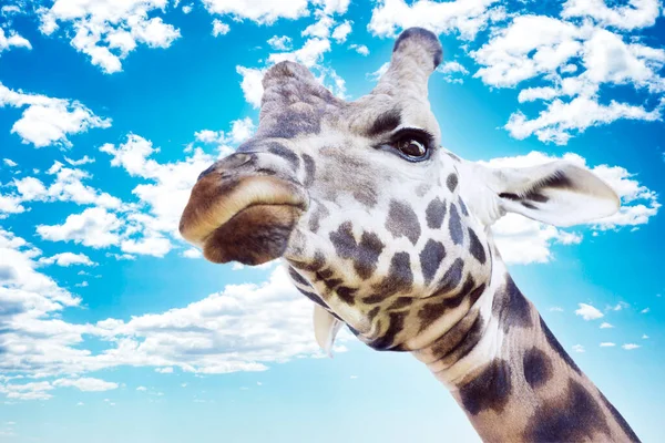 A big giraffe head portrait with angry facial expression looking down from top against summer blue sky with fluffy white clouds