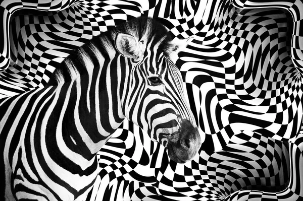 Detalj Zebra Huvud Över Abstrakt Svart Och Vit Kurvor Ram — Stockfoto