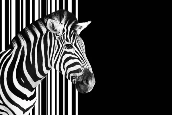 Detalj Zebra Huvud Över Abstrakt Svart Och Vit Randig Kod — Stockfoto