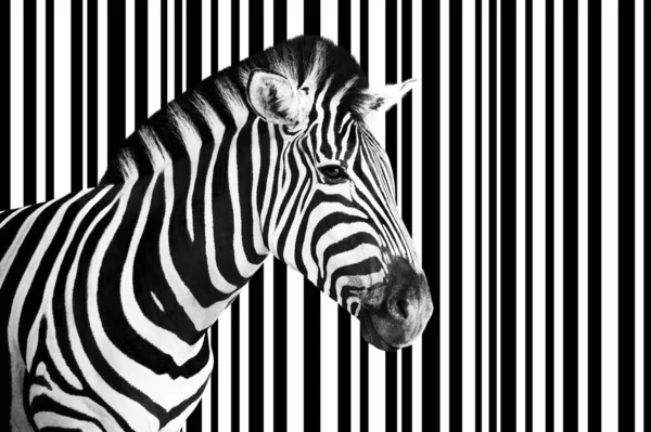 stock image Detail of a zebra head over an abstract white and black striped code background.