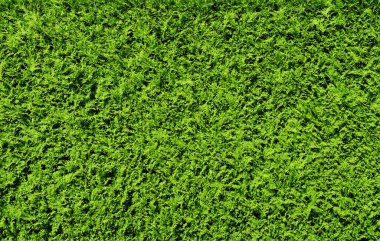 Yeşil Mazı (bitki) çit arka plan desen doku