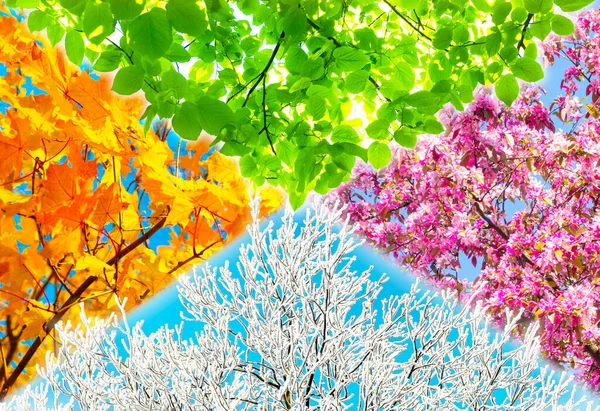 Collage of four nature tree pictures representing each season: spring, summer, autumn and winter.
