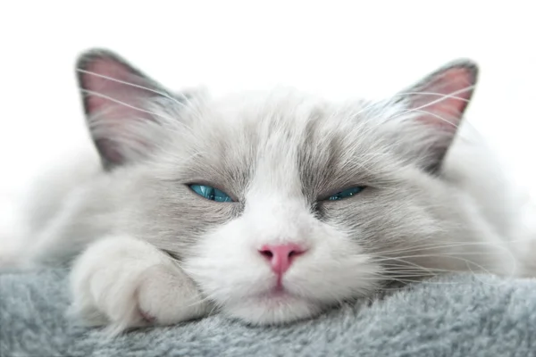 White Ragdoll Cat with squinted eyes. Close up. Shallow Depth of Field. SDF.