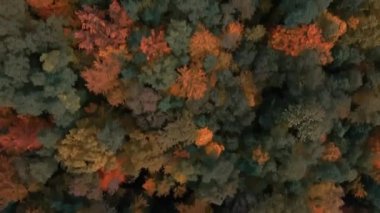 Yoğun bir ormanın yukarıdan aşağı görüntüsü çeşitli sonbahar renklerinde