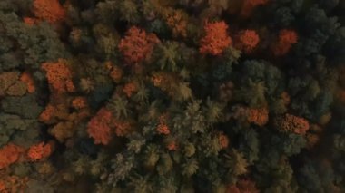 Turuncu ve yeşil yaprakların birbirine karışan gölgeleriyle sık bir ormanın yukarıdan görünüşü