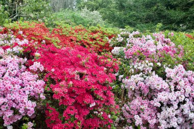 Bahar zamanı parkta Azaleas
