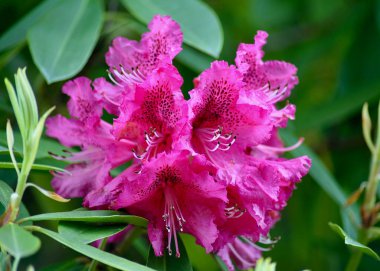 Renkli rhododendron baharda bahçede çiçek açar