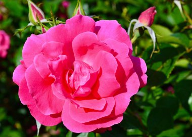 Bahçede kırmızı gül