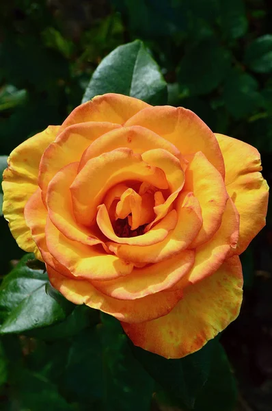 Апельсиновая Роза Саду — стоковое фото