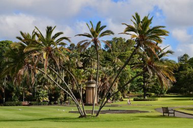 Güneşli bir bahar öğleden sonrasında Sydney 'deki Royal Botanik Bahçeleri' nde palmiye ağaçları