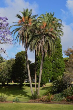 Güneşli bir bahar öğleden sonrasında Sydney 'deki Royal Botanik Bahçeleri' nde palmiye ağaçları