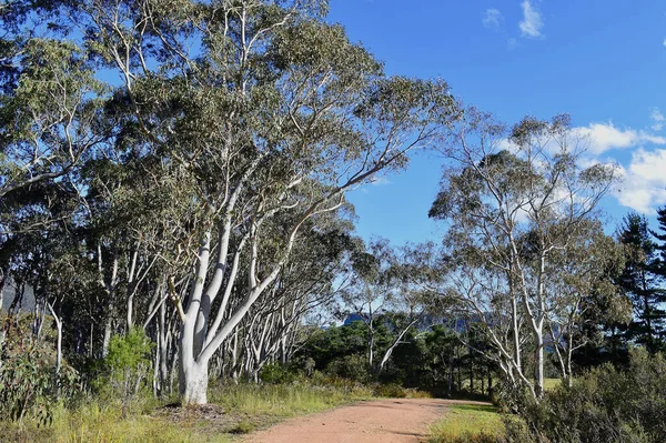 Uma Estrada Terra Zona Rural Nova Gales Sul Austrália — Fotografia de Stock