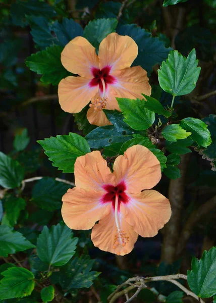 Hermosas Flores Hibisco Frondoso Jardín Hora Verano —  Fotos de Stock