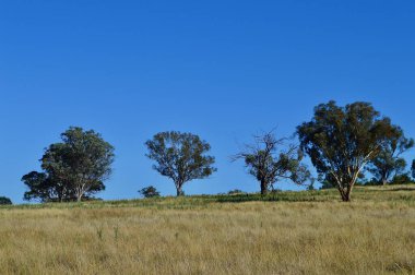 A view of the countryside by the Banjo Paterson Way in western New South Wales, Australia
