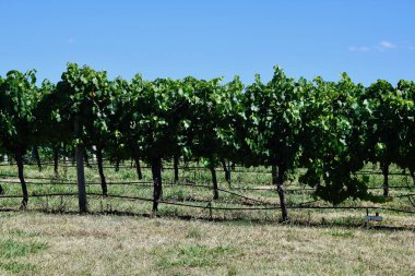 Grape vines in the sunshine of Australia