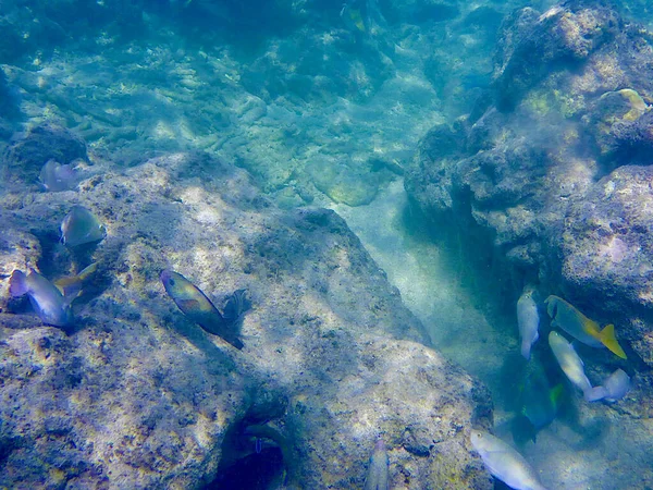 Вид Морское Дно Большого Барьерного Рифа Австралии — стоковое фото