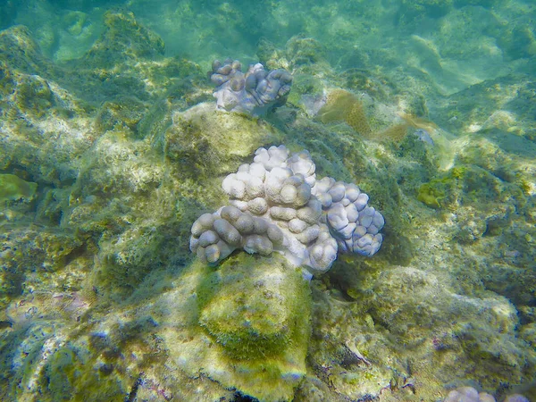 stock image A view of the sea floor in the Great Barrier Reef of Australia