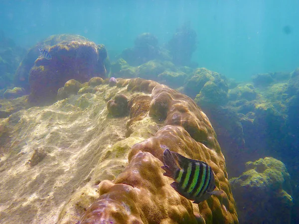 Вид Морское Дно Большого Барьерного Рифа Австралии — стоковое фото
