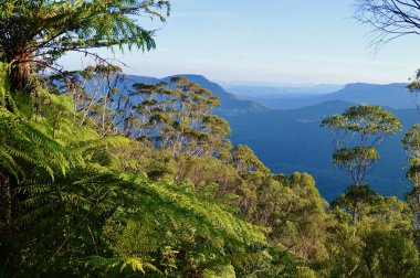 Vadideki eğrelti otları Prens Henry uçurumu boyunca Avustralya 'nın mavi dağlarında yürür.
