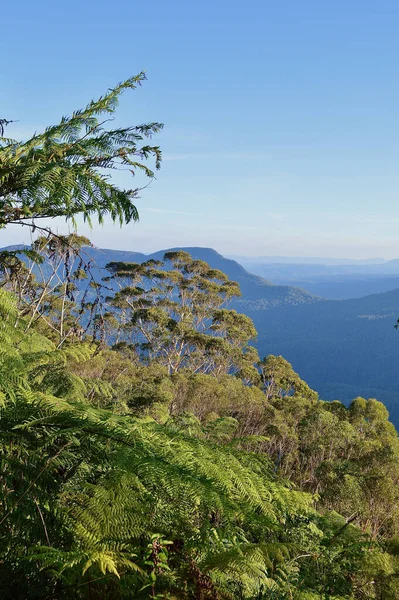 프린스 클리프가 오스트레일리아의 산에서 모습을 계곡에 양치식물 — 스톡 사진