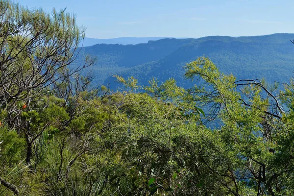 Una Vista Valle Wentworth Falls Las Montañas Azules Australia —  Fotos de Stock