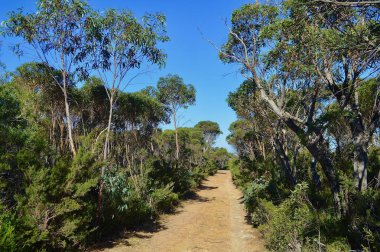 Avustralya, Wentworth Şelalesi 'ndeki ormanda toprak bir yangın izi.