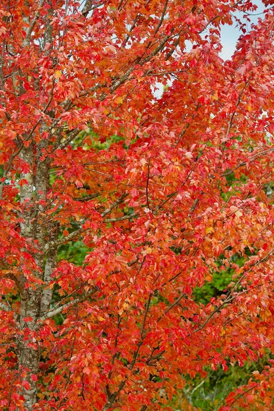 オーストラリアのブルーマウンテンで鮮やかな赤の秋の色 — ストック写真