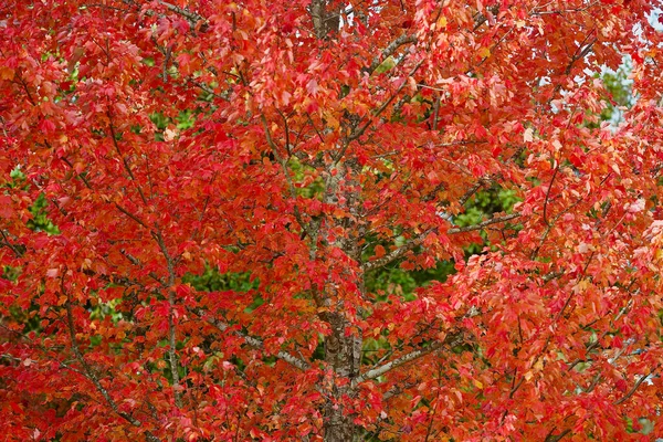 Wyświetlacz Koloru Jesieni Blue Mountains Australii — Zdjęcie stockowe