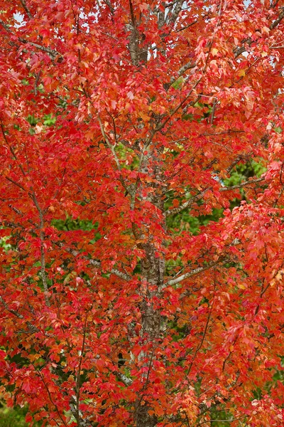 Brilliant Red Autumn Color Blue Mountains Australia — Stock Photo, Image