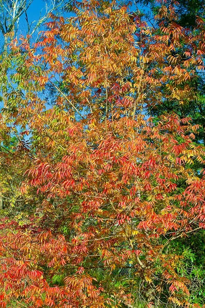Een Kleurrijke Weergave Van Rode Bladeren Blauwe Bergen Herfst — Stockfoto