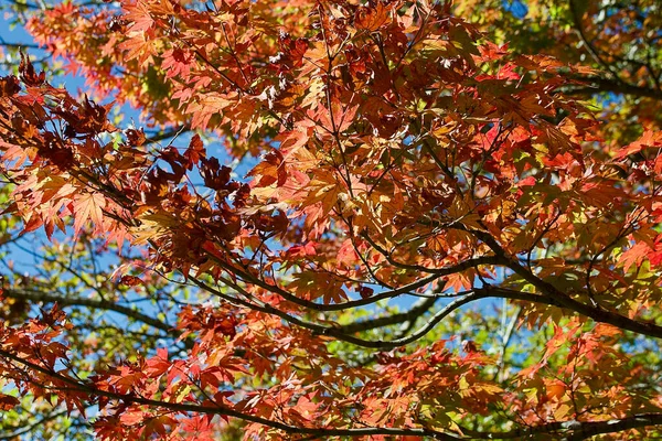 Kolorowy Wyświetlacz Czerwonych Liści Niebieskich Górach Jesienią — Zdjęcie stockowe