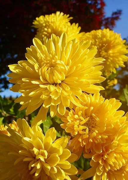 Bellissimi Crisantemi Gialli Godono Della Luce Solare Autunnale — Foto Stock