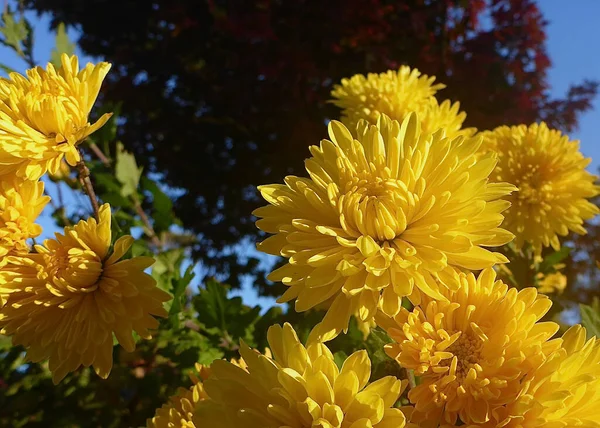 Hermosos Crisantemos Amarillos Disfrutan Luz Del Sol Otoño —  Fotos de Stock