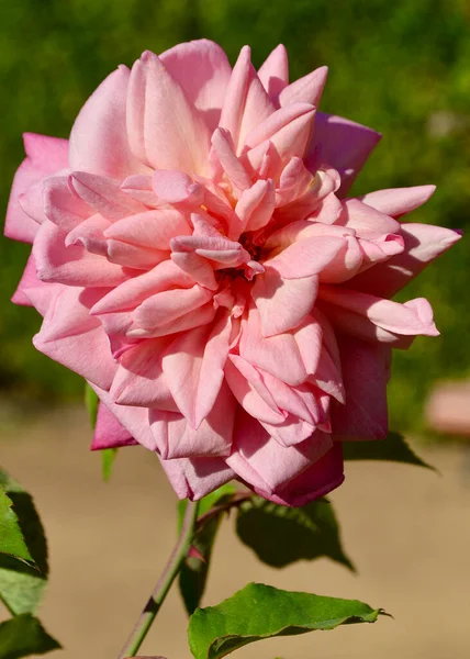 Ένα Όμορφο Ροζ Τριαντάφυλλο Στον Κήπο Την Άνοιξη — Φωτογραφία Αρχείου
