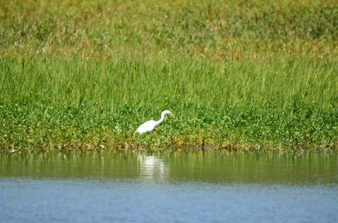 Sudaki beyaz balıkçıl