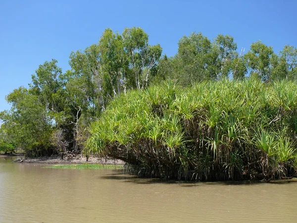 stock image Yellow water reserve in the Northern Territory of Australia