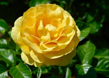 Bahçedeki güzel sarı güller