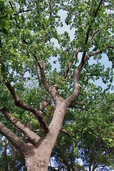 Высокое Дерево Фоне Голубого Неба — стоковое фото