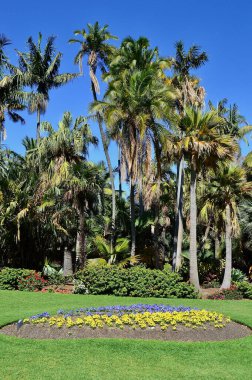 Sydney, Avustralya - Kraliyet Botanik Bahçeleri manzarası