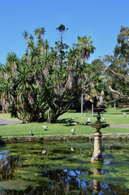 Sydney, Avustralya - Kraliyet Botanik Bahçeleri manzarası