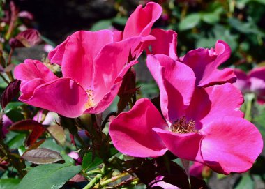 Güneşli bir bahçede güzel pembe bir gül