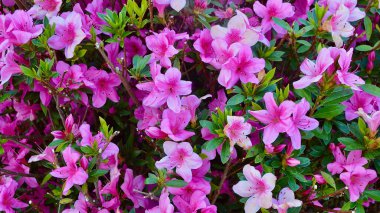 Bahçedeki güzel pembe çiçekler