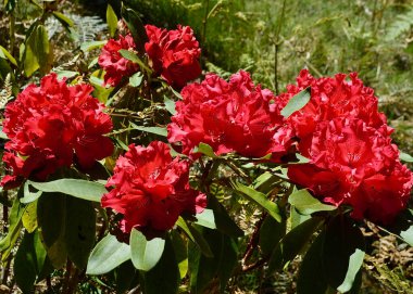 Kırmızı rhododendron bahçede çiçek açar.