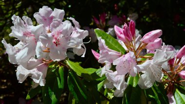Bahçede açan güzel bahar çiçekleri
