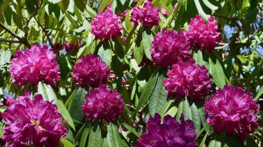 İlkbahar zamanı parktaki rhododendronlar