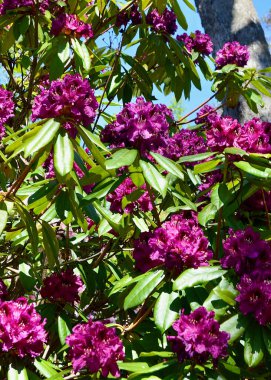 Bahçedeki güzel rhododendron çiçekleri