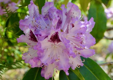 güzel rhododendron çiçekleri