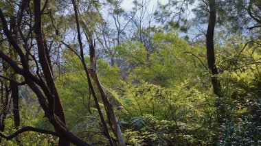 Avustralya 'nın Mavi Dağları' ndaki Wentworth Şelalesi 'nde bir orman manzarası.