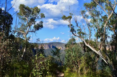 Avustralya 'nın Mavi Dağları Ulusal Parkı' ndaki Victoria Dağı 'nda yürüyüş yolu..